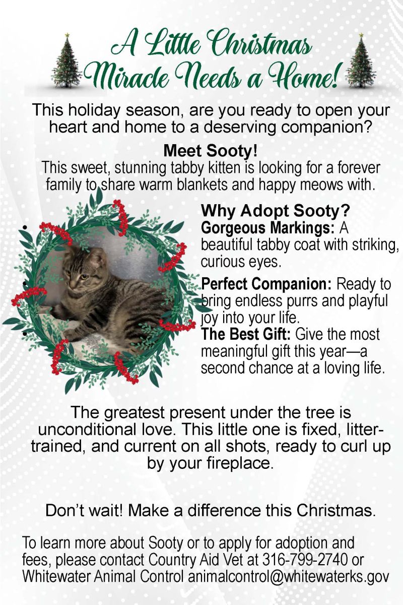 A Christmas themed cat notice to adopt a grey striped tabby cat called Sooty, contact CountryAid Vet or Whitewater Animal Control.