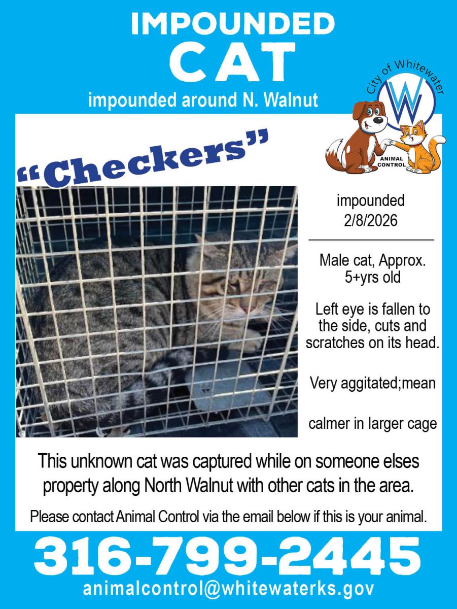 an older cat with attitude and droopy left eye and head scratches was picked up 2/8/26