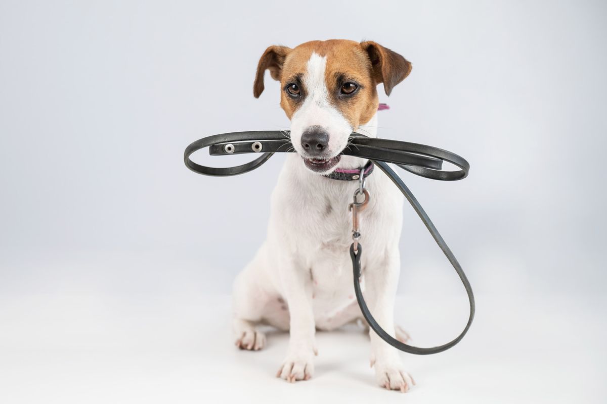 a Jack Russel dog holding a leash in its mouth