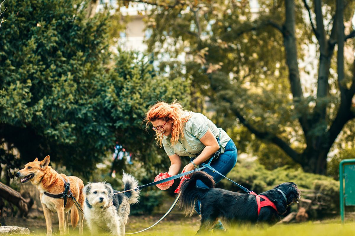 a lady walking 3 dogs is piccking up the poop left behind