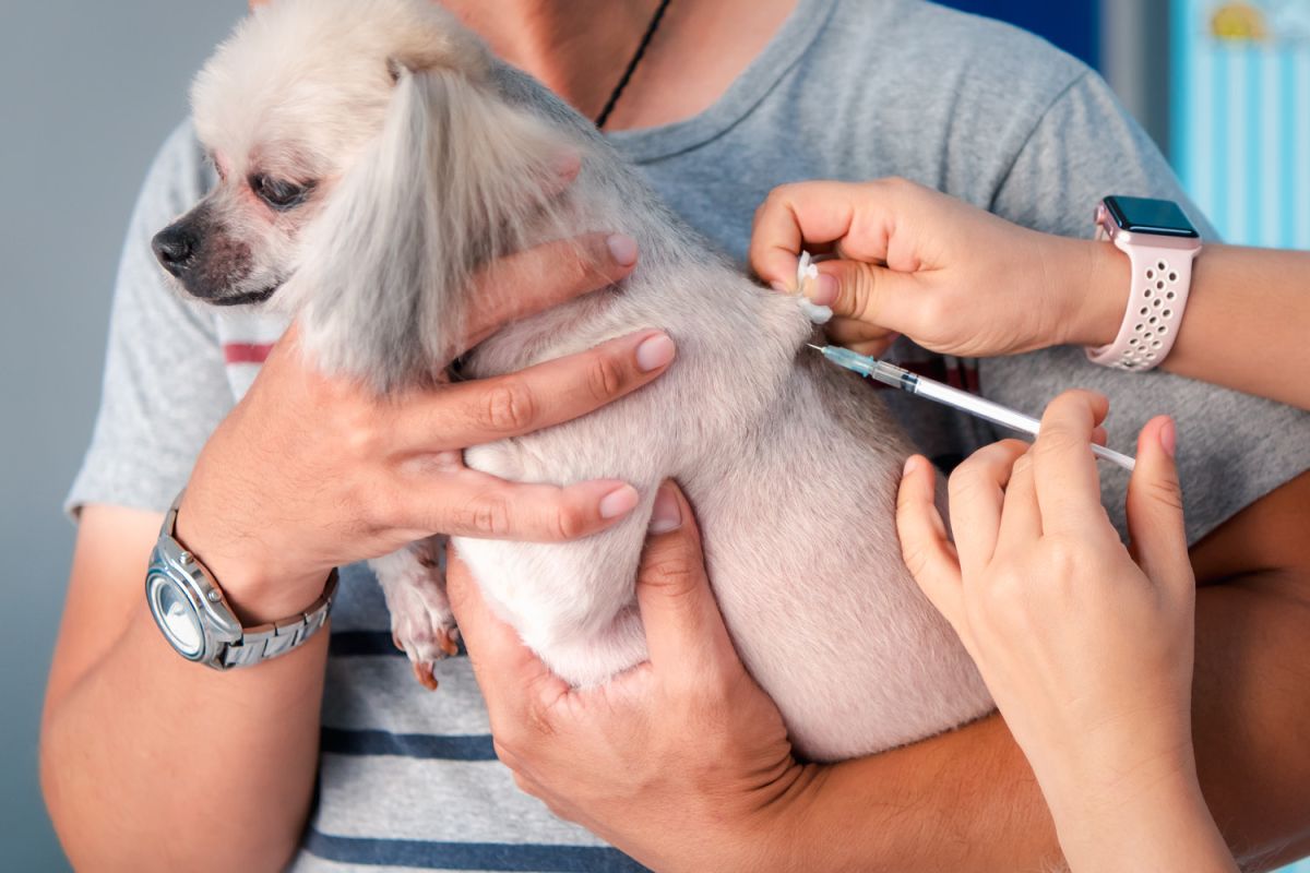 owner holding a small dog as it is getting a shot