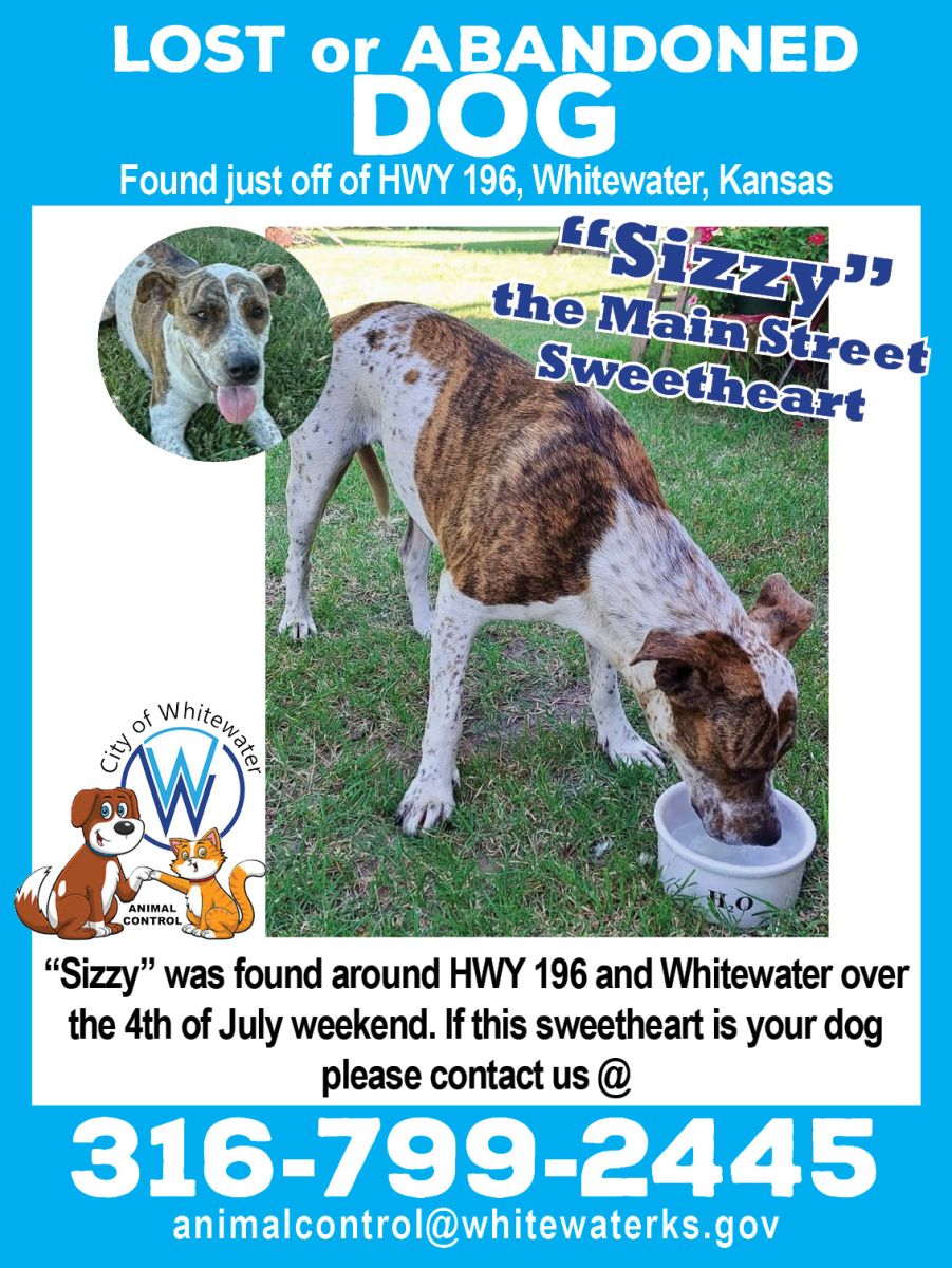 sweetheart dog, with brown spots found abandoned
