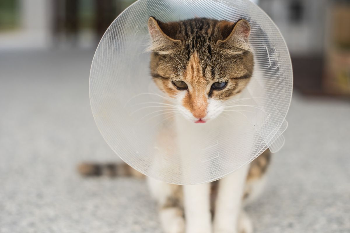 cat wearing a medical collar, cone