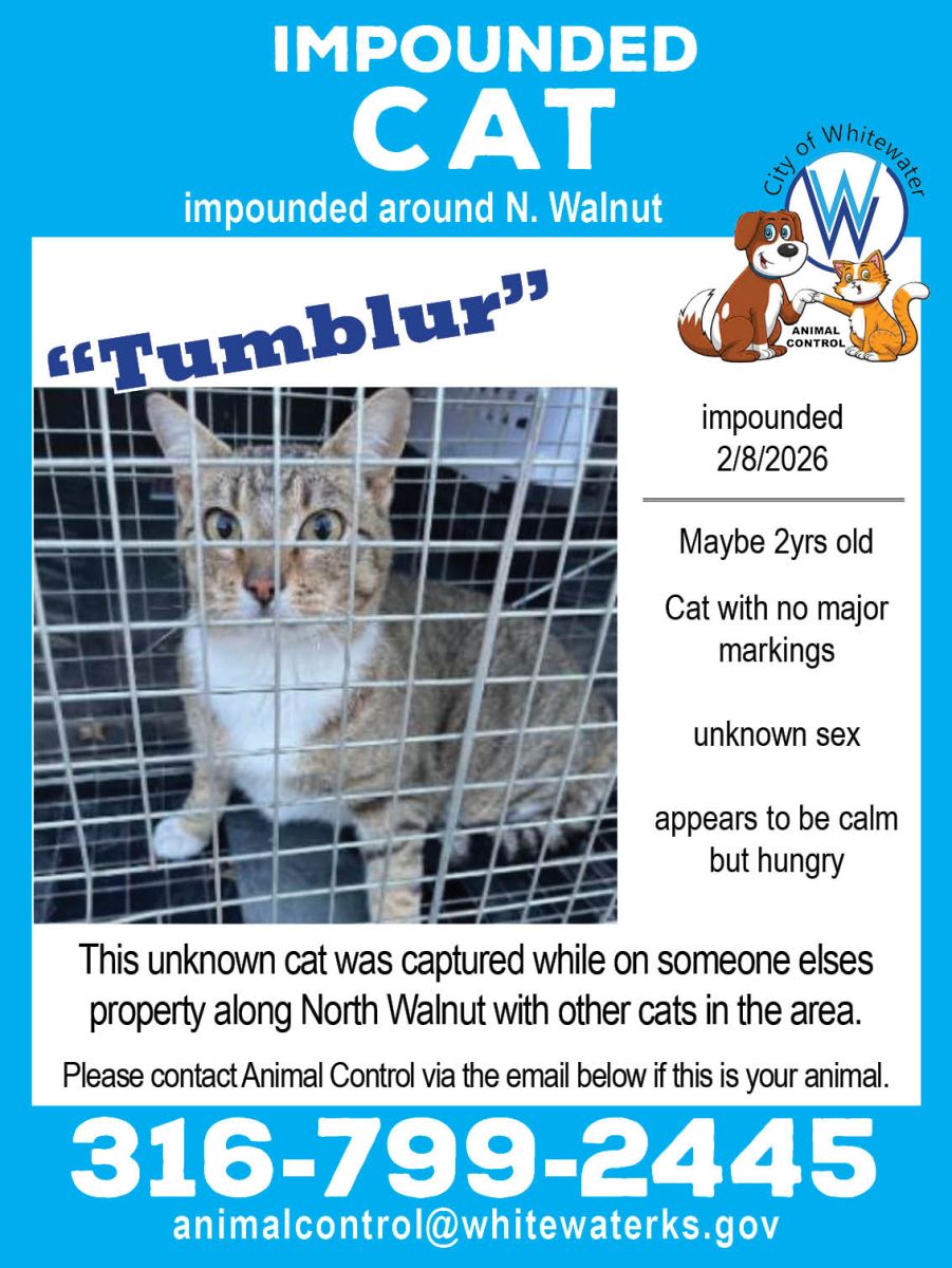 a young cat with no special distinction was picked up 2/8/26