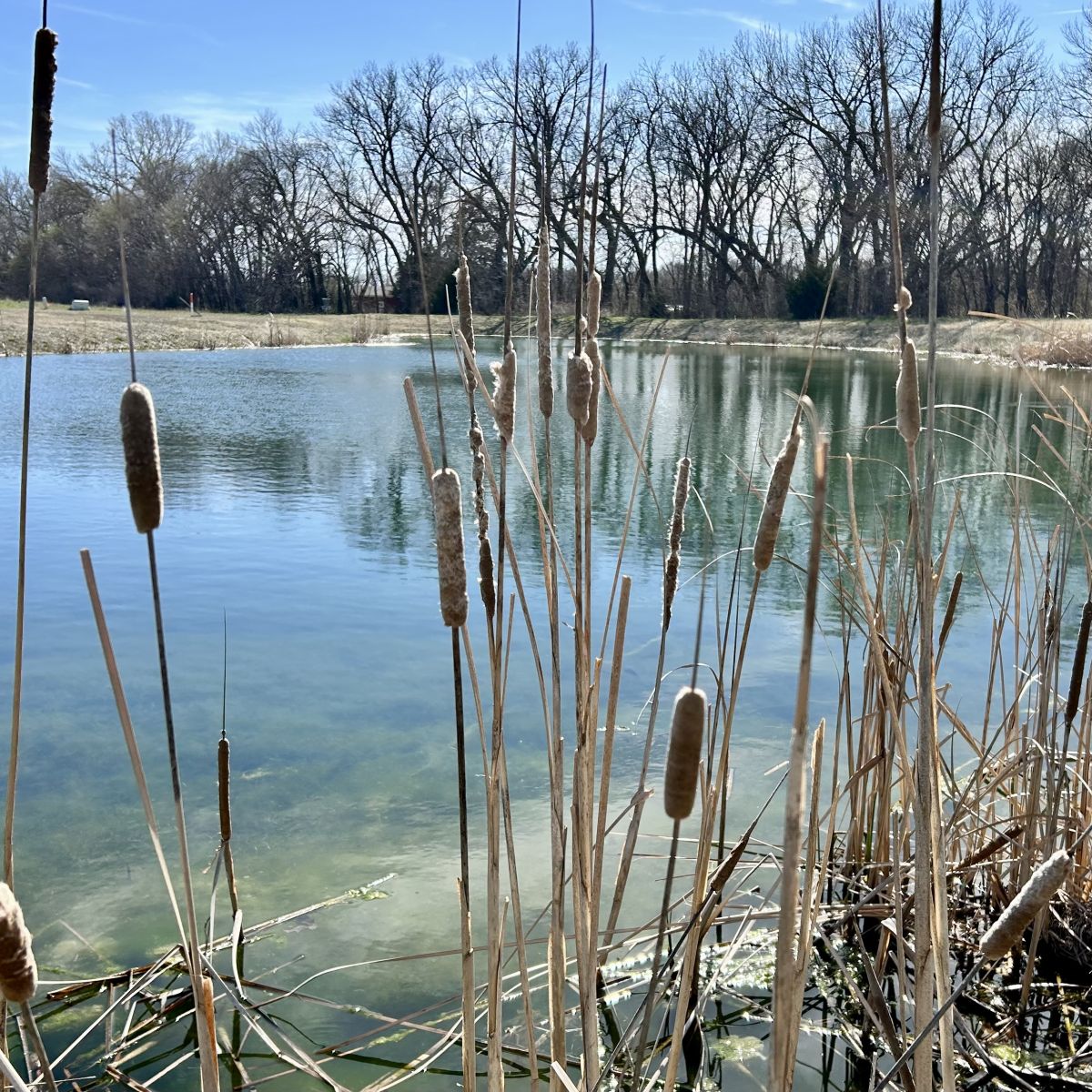 a small pond with tall plant growth around it