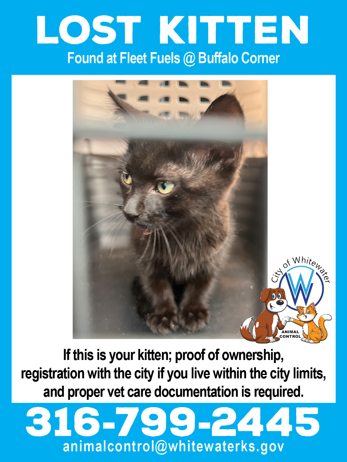 Found a Lost Dark colored Kitten