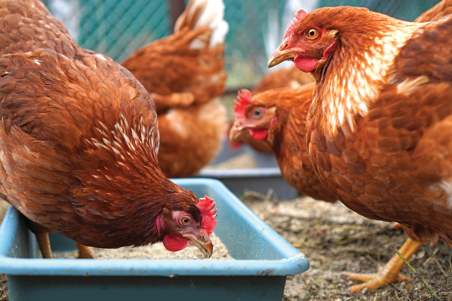 Chickens eating
