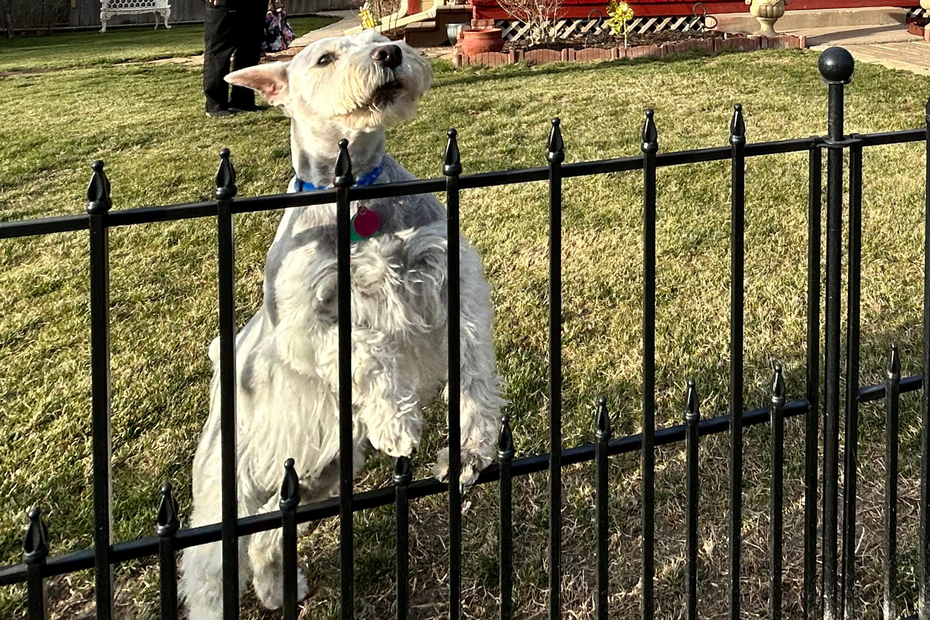 dog at a fence
